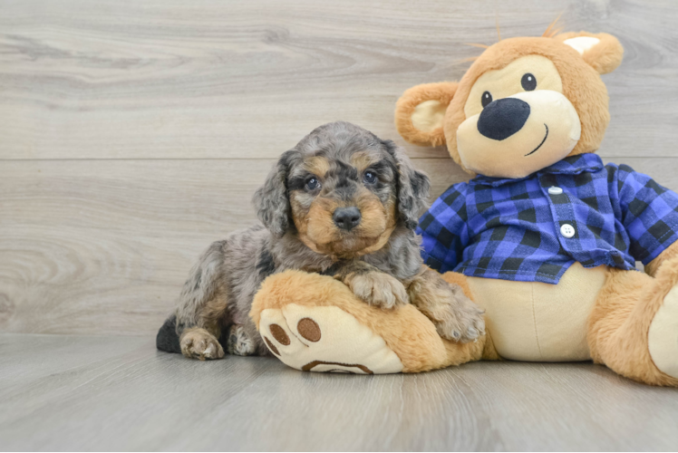 Mini Goldendoodle Puppy for Adoption