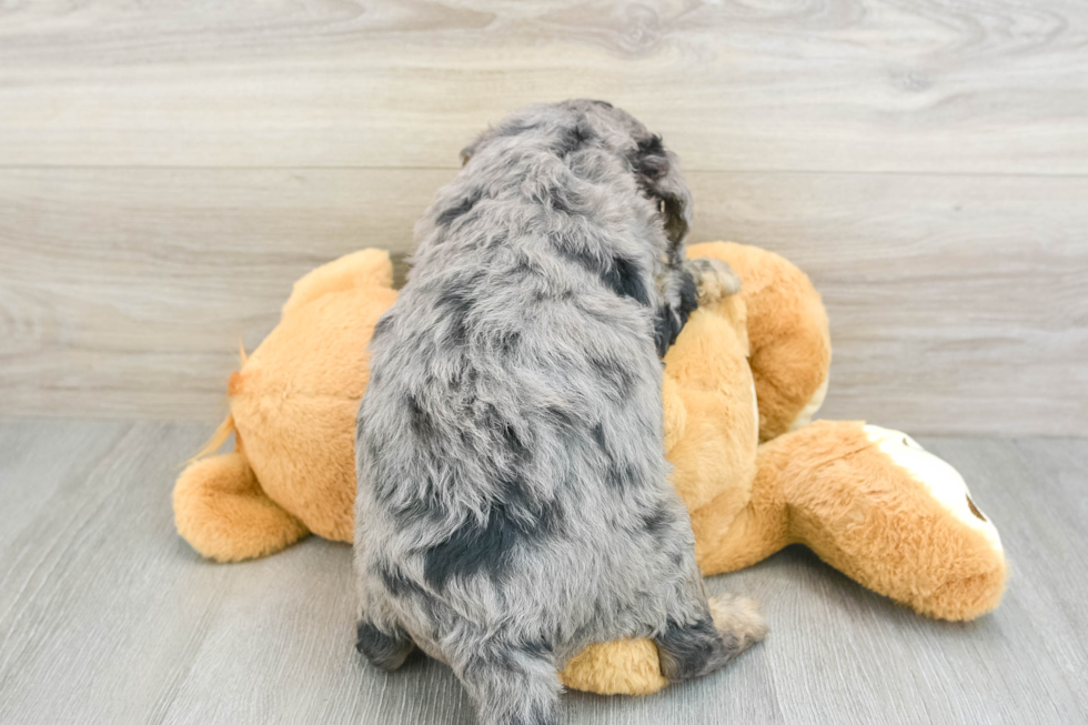 Petite Mini Goldendoodle Poodle Mix Pup