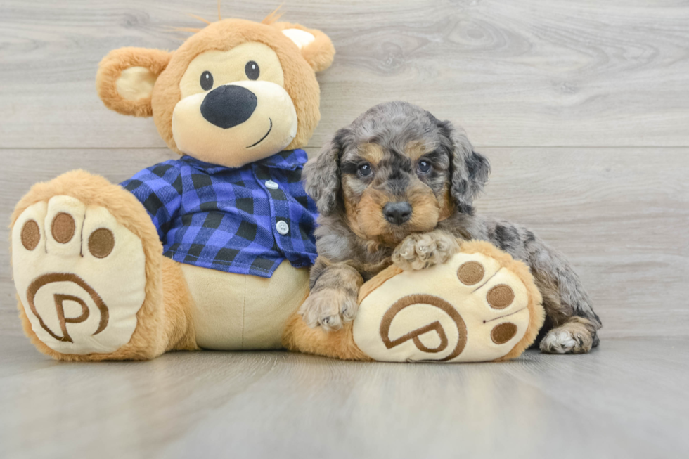 Hypoallergenic Mini Goldiepoo Poodle Mix Puppy