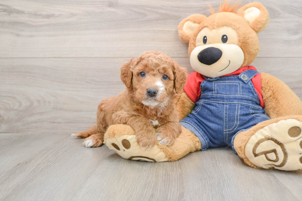 Mini Goldendoodle Pup Being Cute