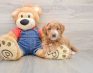 7 week old Mini Goldendoodle Puppy For Sale - Premier Pups