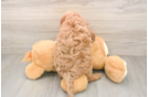 Best Mini Goldendoodle Baby