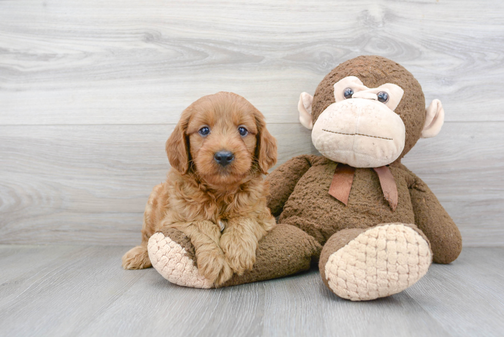 Mini Goldendoodle Puppy for Adoption