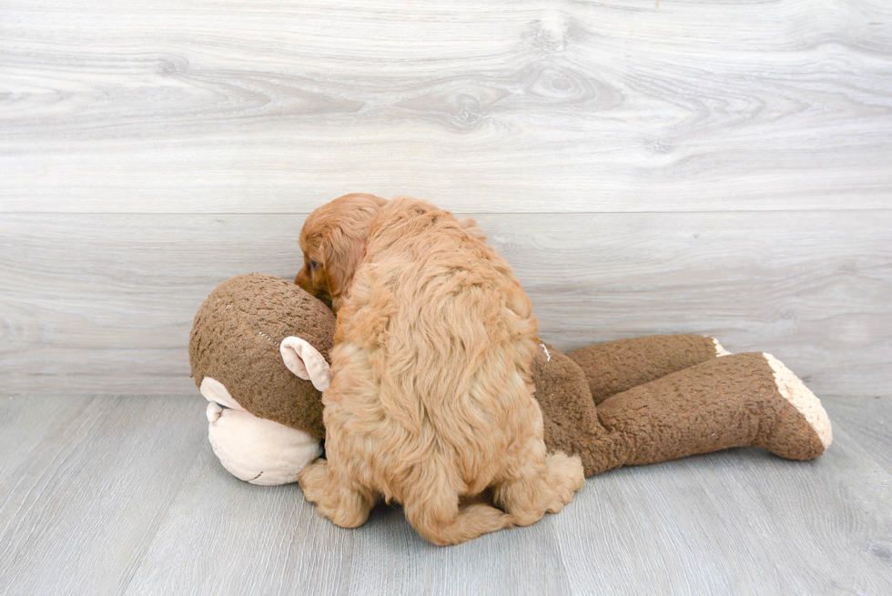 Mini Goldendoodle Puppy for Adoption