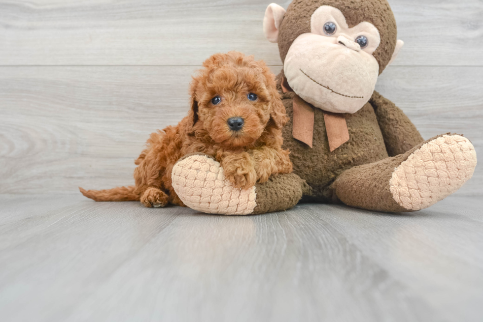Smart Mini Goldendoodle Poodle Mix Pup