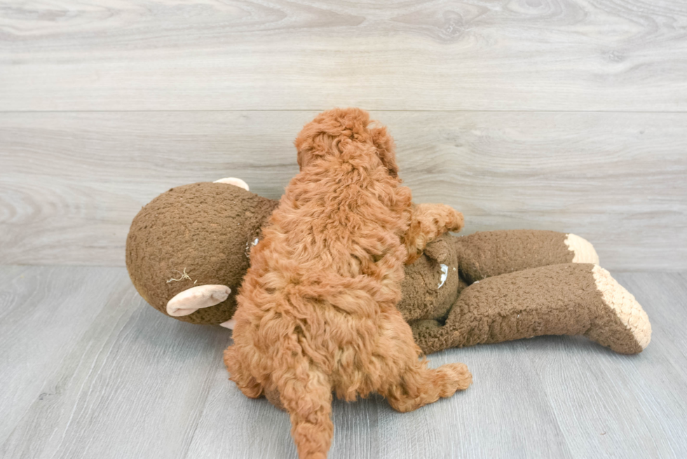 Best Mini Goldendoodle Baby