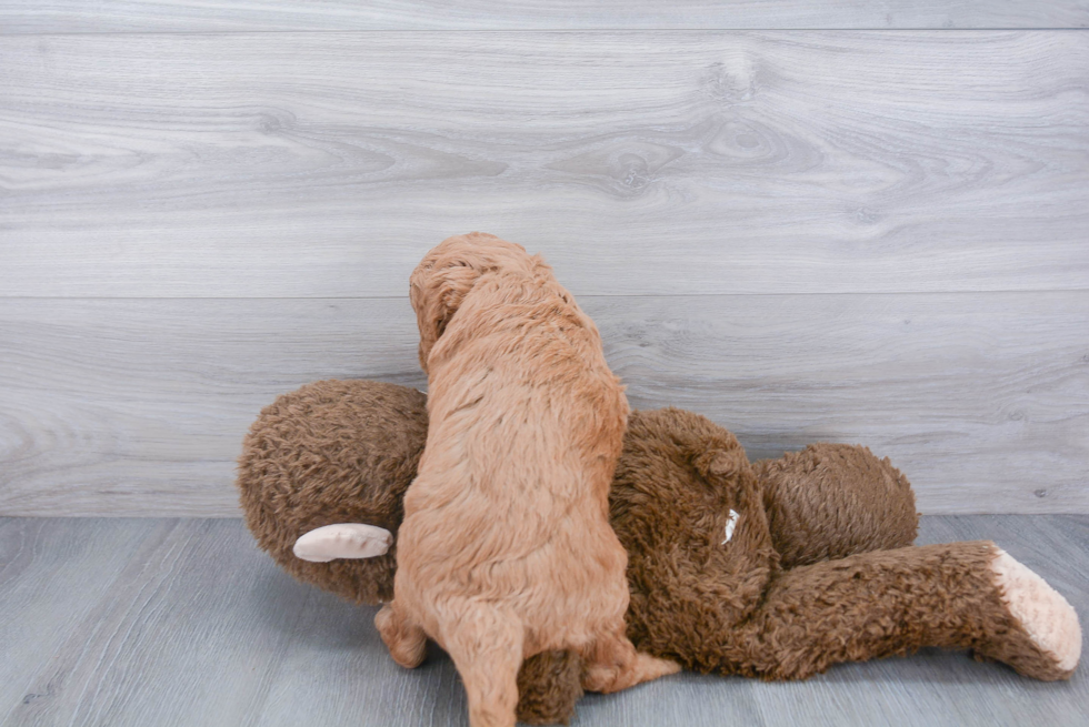 Best Mini Goldendoodle Baby