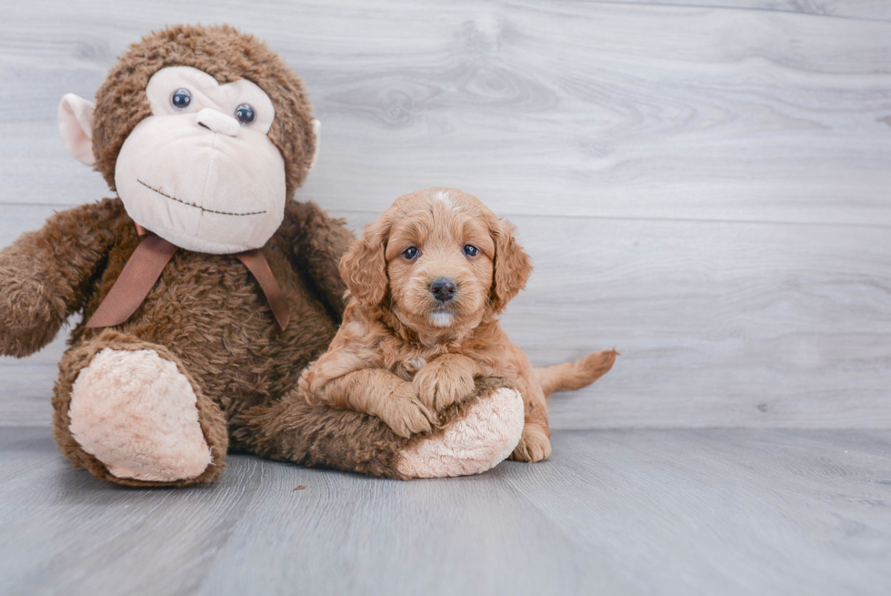 Small Mini Goldendoodle Baby