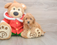 6 week old Mini Goldendoodle Puppy For Sale - Premier Pups