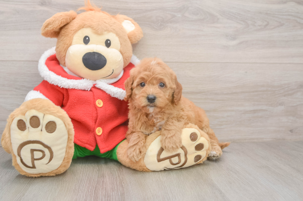 5 week old Mini Goldendoodle Puppy For Sale - Premier Pups