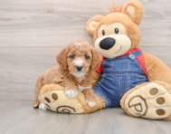7 week old Mini Goldendoodle Puppy For Sale - Premier Pups