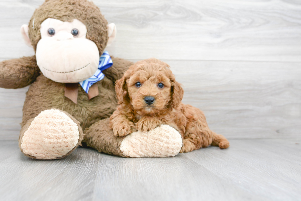 Energetic Golden Retriever Poodle Mix Puppy