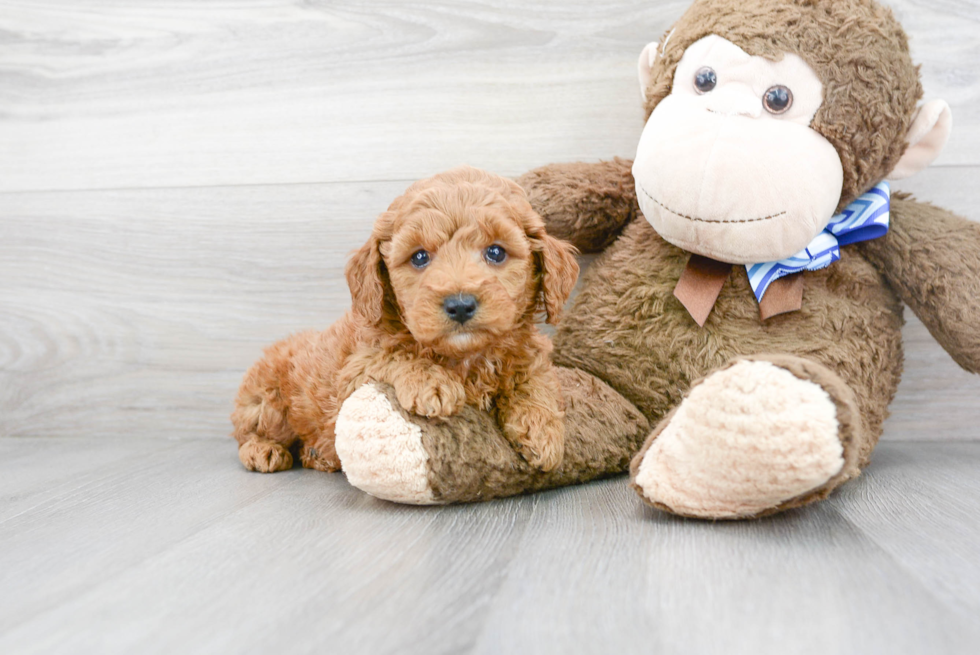 Hypoallergenic Golden Retriever Poodle Mix Puppy