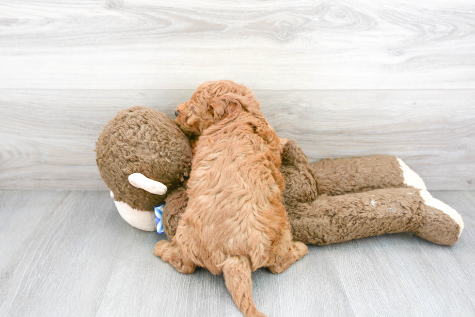Sweet Mini Goldendoodle Baby