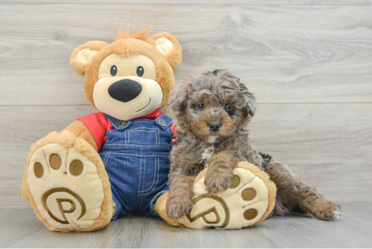 Mini Goldendoodle Puppy for Adoption