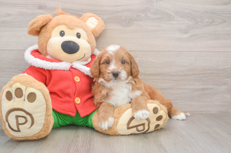 5 week old Mini Goldendoodle Puppy For Sale - Premier Pups