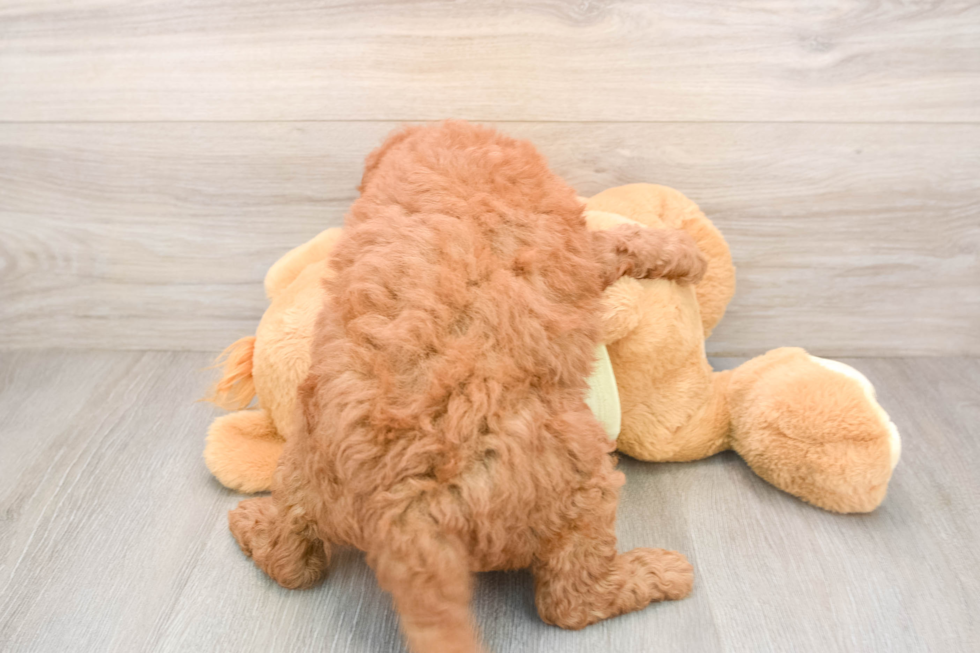 Energetic Golden Doodle Poodle Mix Puppy