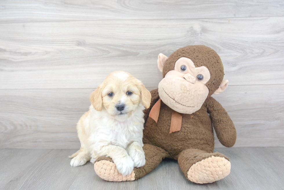 Best Mini Goldendoodle Baby