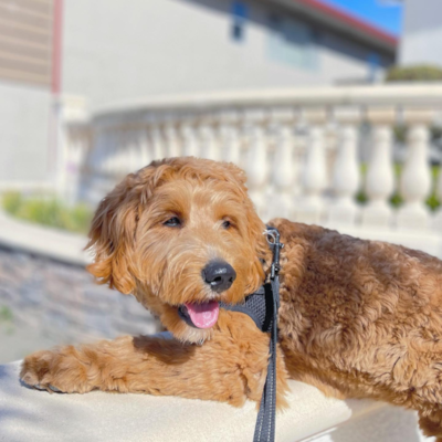 Mini Goldendoodle Grooming Guide: Tools, Expert Tips & Styles 