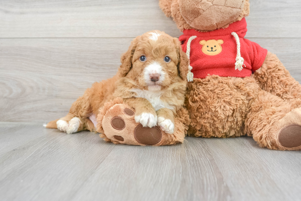 Best Mini Goldendoodle Baby