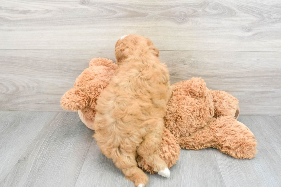 Mini Goldendoodle Pup Being Cute