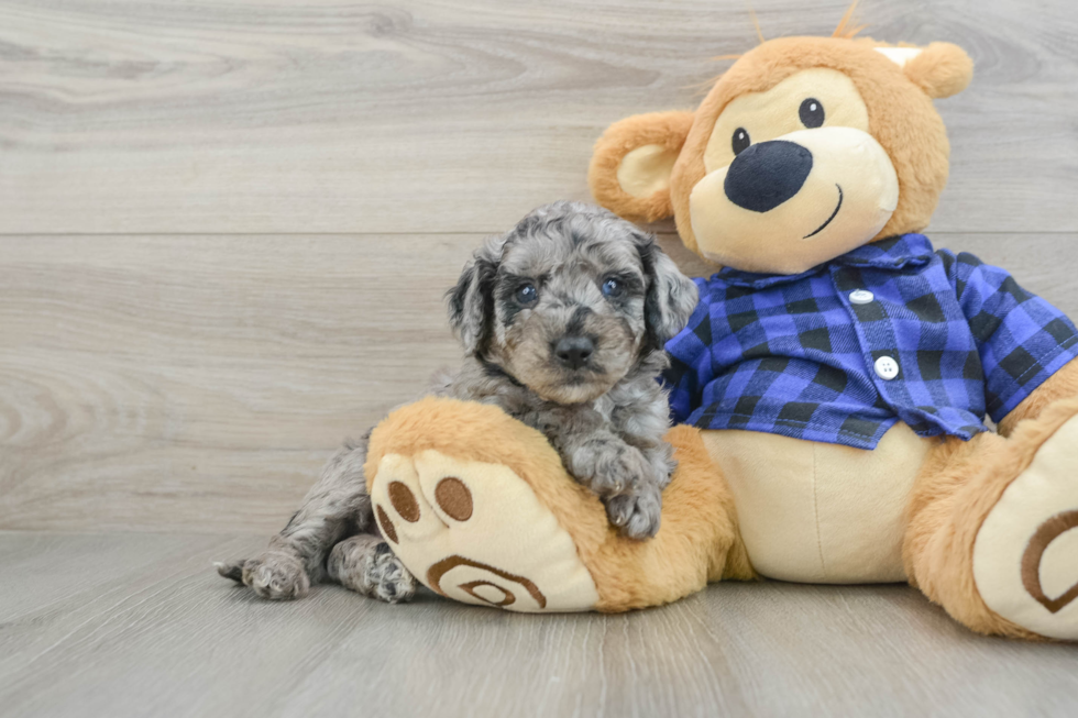 Energetic Golden Doodle Poodle Mix Puppy