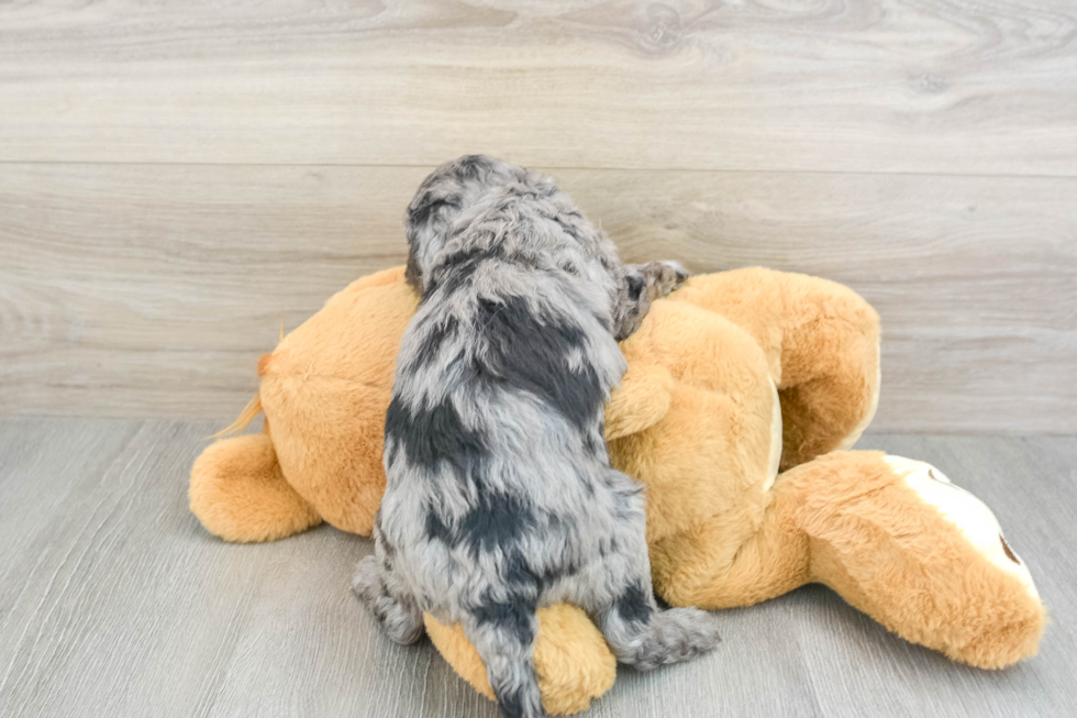 Happy Mini Goldendoodle Baby