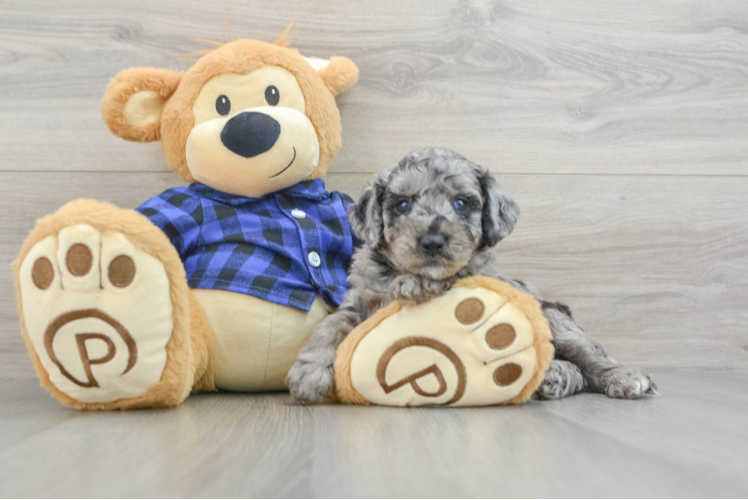 Little Mini Goldenpoo Poodle Mix Puppy