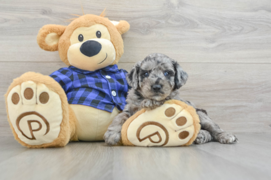 Little Mini Goldenpoo Poodle Mix Puppy