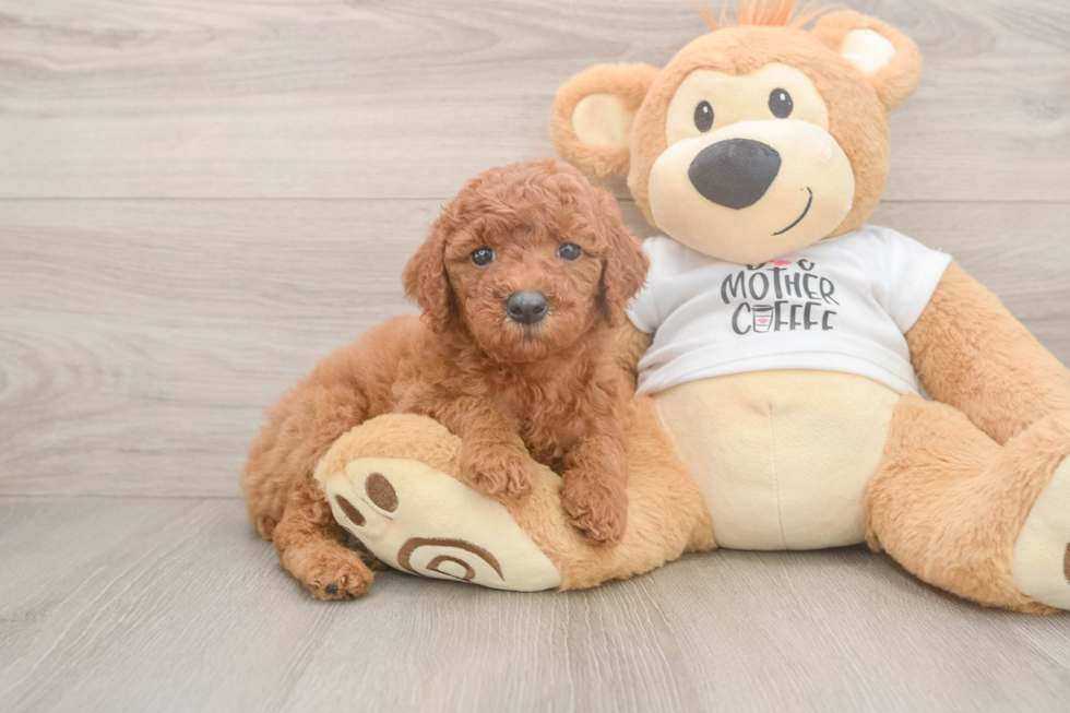 Popular Mini Goldendoodle Poodle Mix Pup