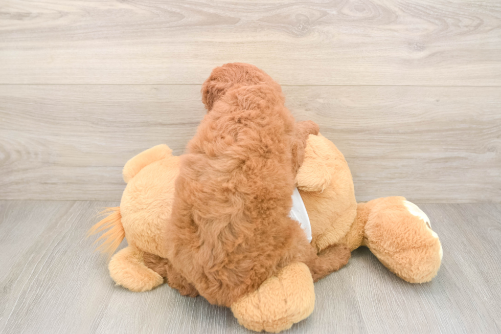 Best Mini Goldendoodle Baby