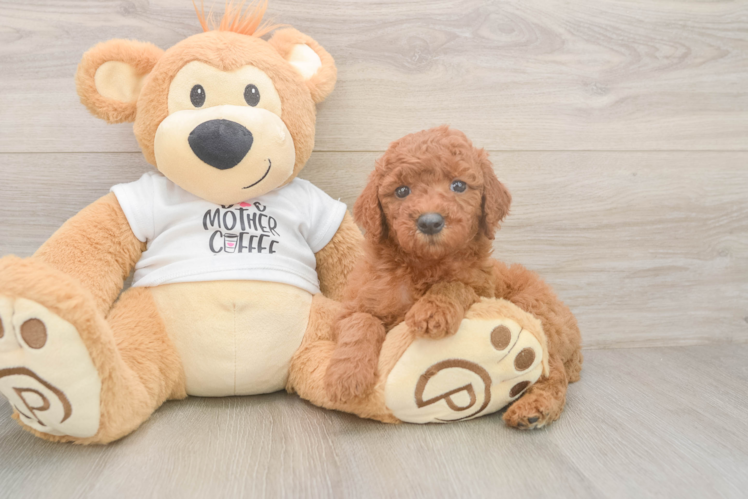 Mini Goldendoodle Pup Being Cute