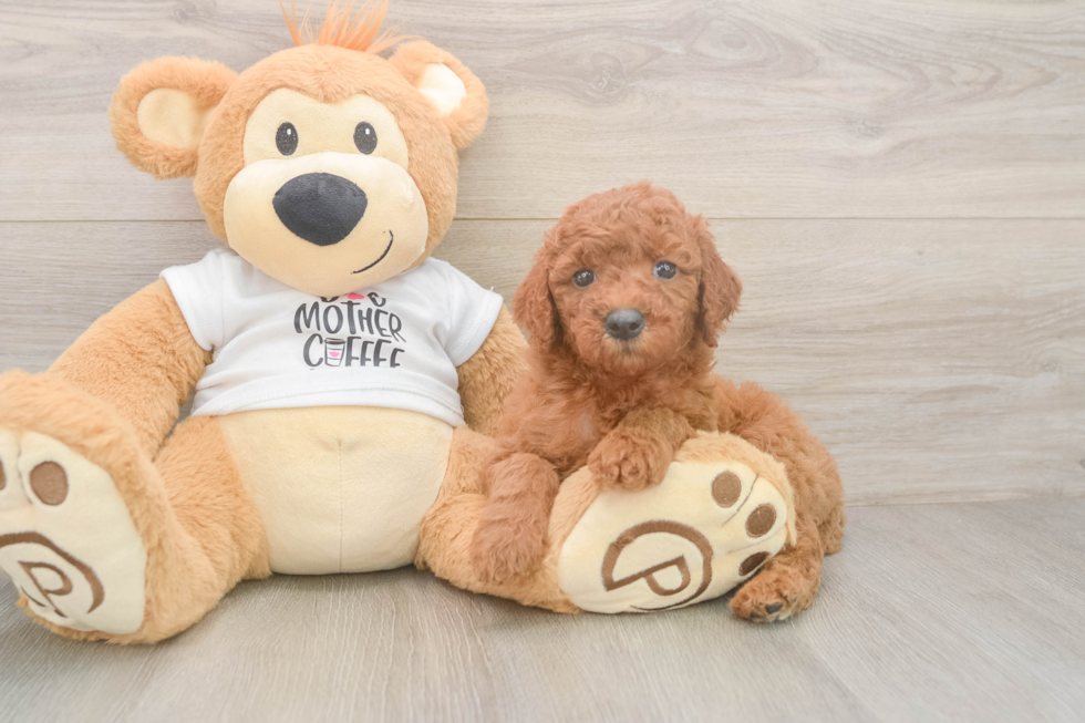 Mini Goldendoodle Pup Being Cute