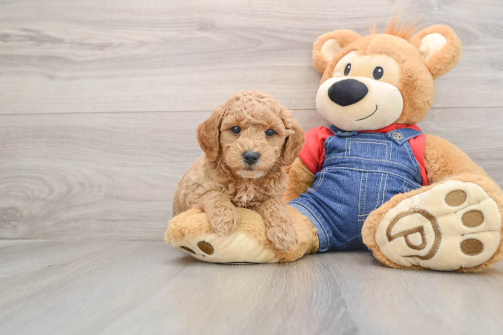 Mini Goldendoodle Puppy for Adoption