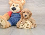 7 week old Mini Goldendoodle Puppy For Sale - Premier Pups
