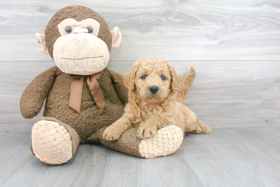Friendly Mini Goldendoodle Baby