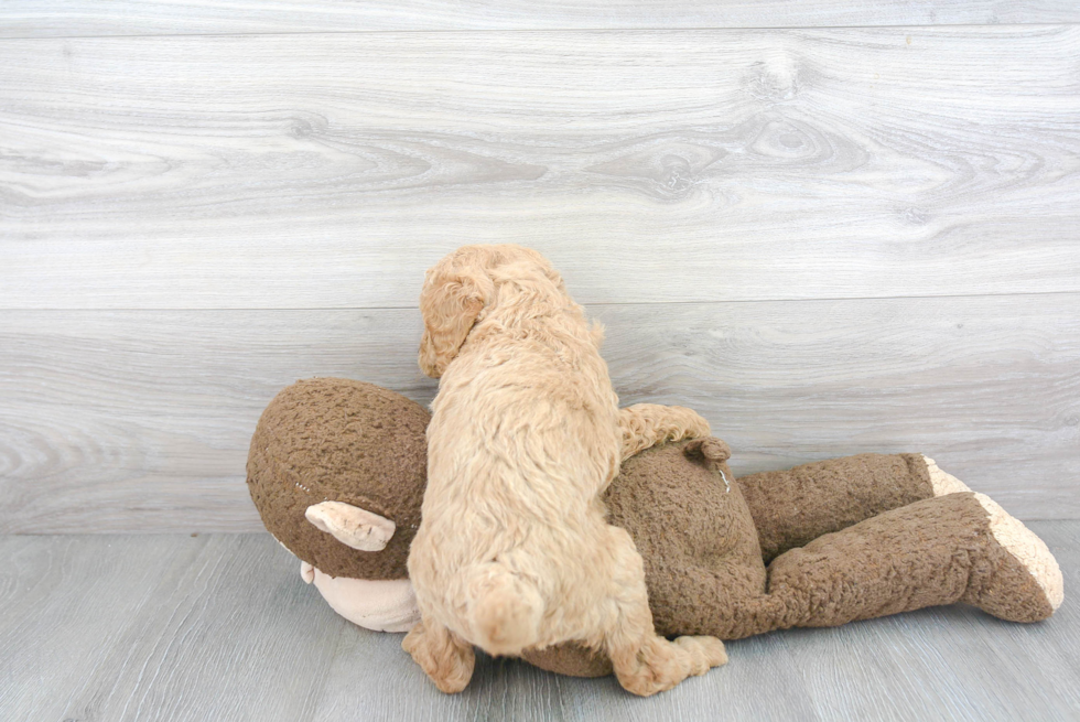 Friendly Mini Goldendoodle Baby