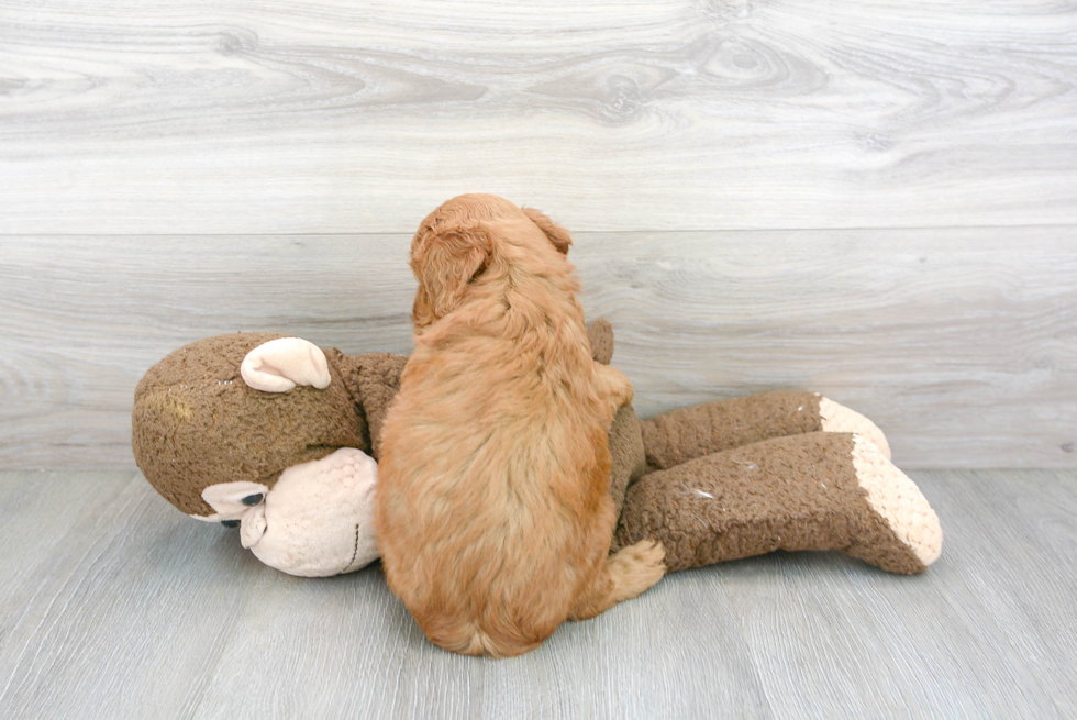 Mini Goldendoodle Puppy for Adoption