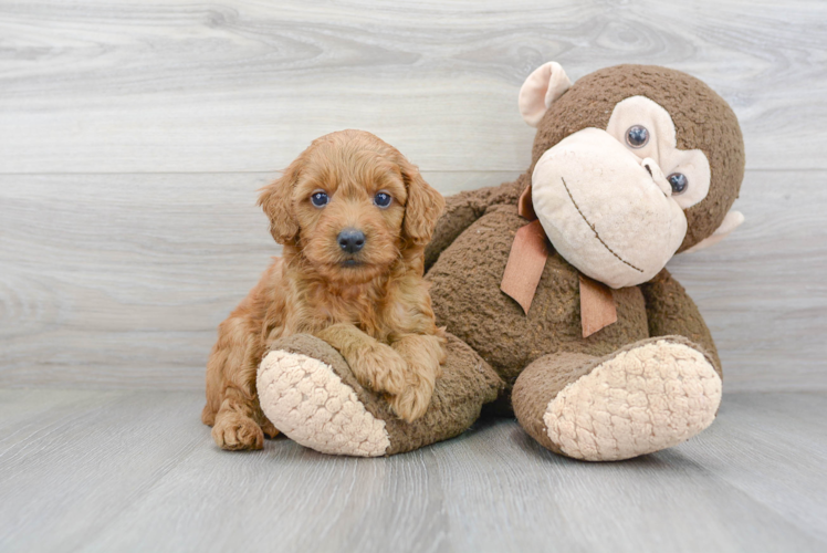 Mini Goldendoodle Puppy for Adoption