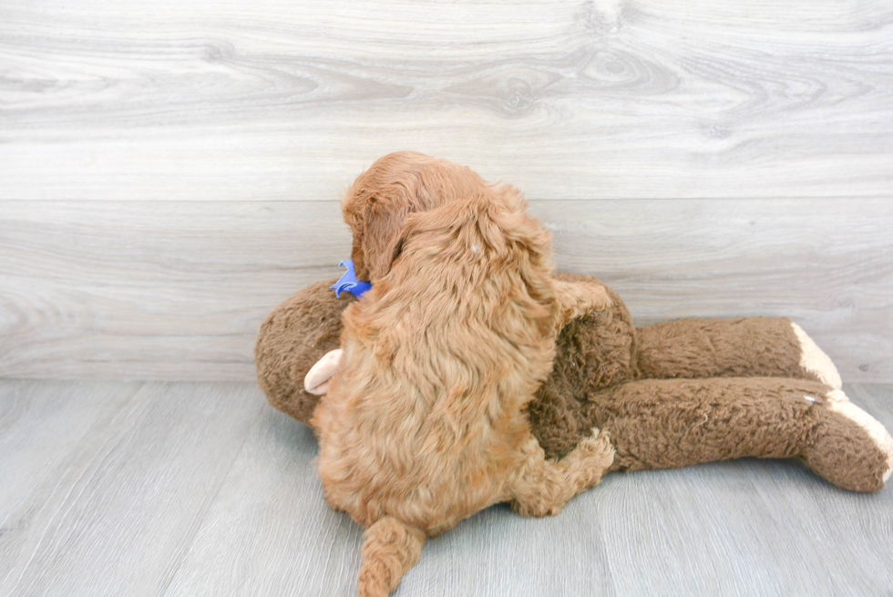 Little Golden Retriever Poodle Mix Puppy