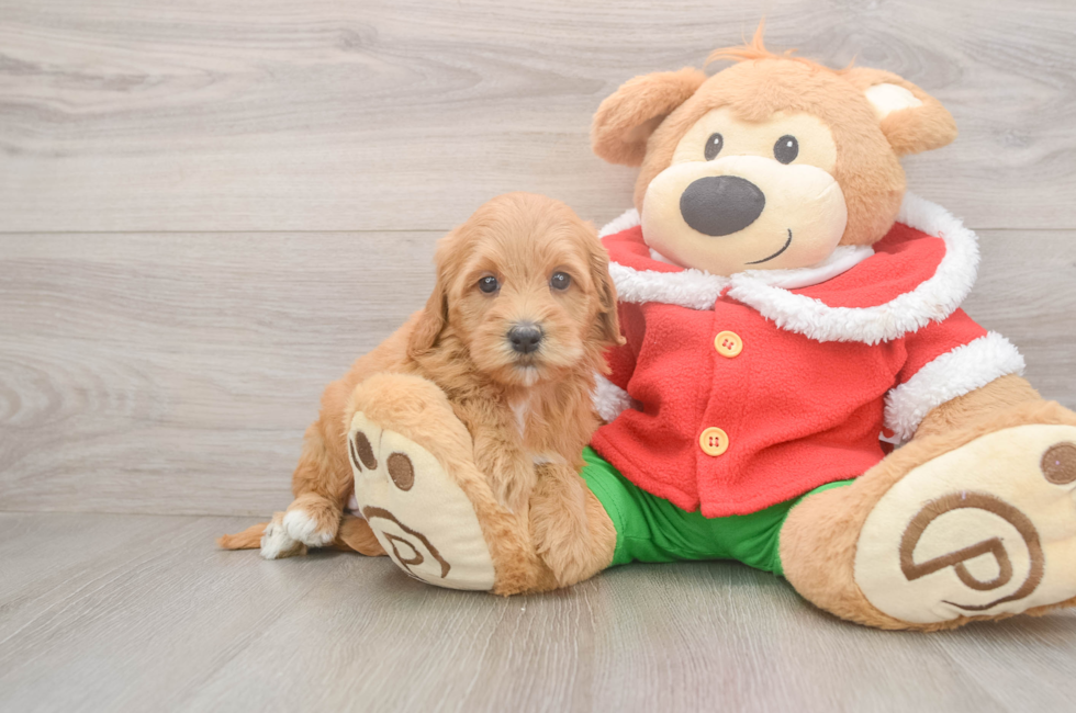 5 week old Mini Goldendoodle Puppy For Sale - Premier Pups