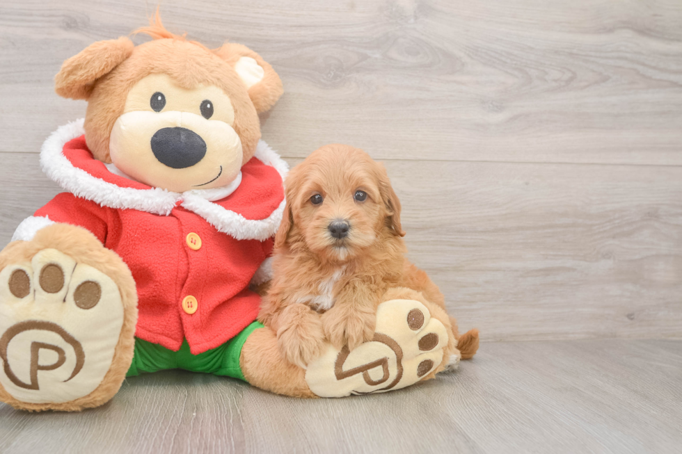 Mini Goldendoodle Puppy for Adoption