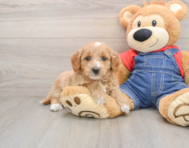 8 week old Mini Goldendoodle Puppy For Sale - Premier Pups