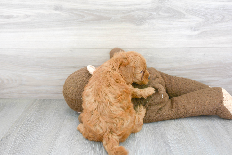 Small Mini Goldendoodle Baby