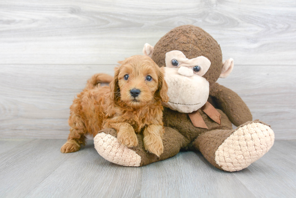 Playful Golden Retriever Poodle Mix Puppy