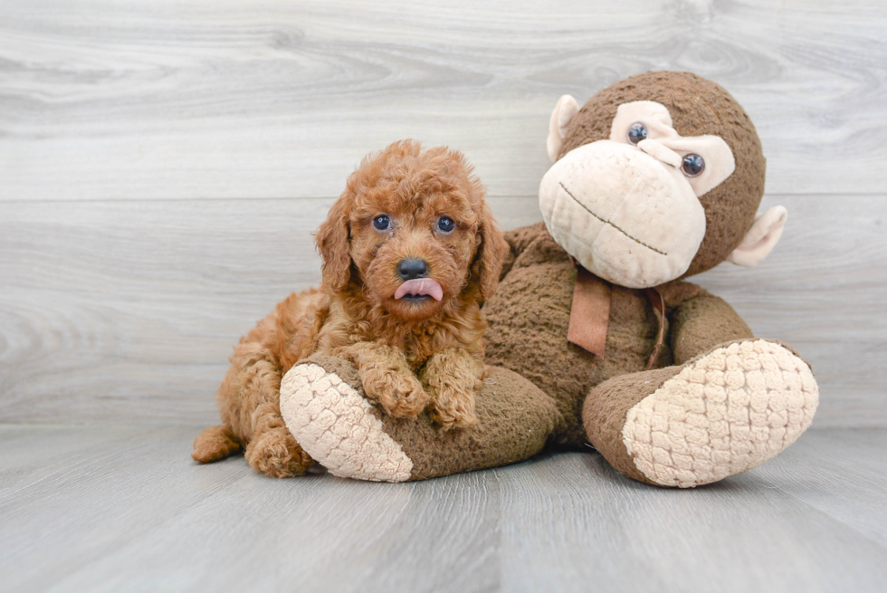 Mini Goldendoodle Puppy for Adoption