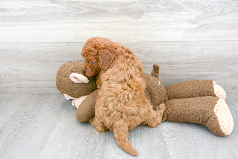 Popular Mini Goldendoodle Poodle Mix Pup