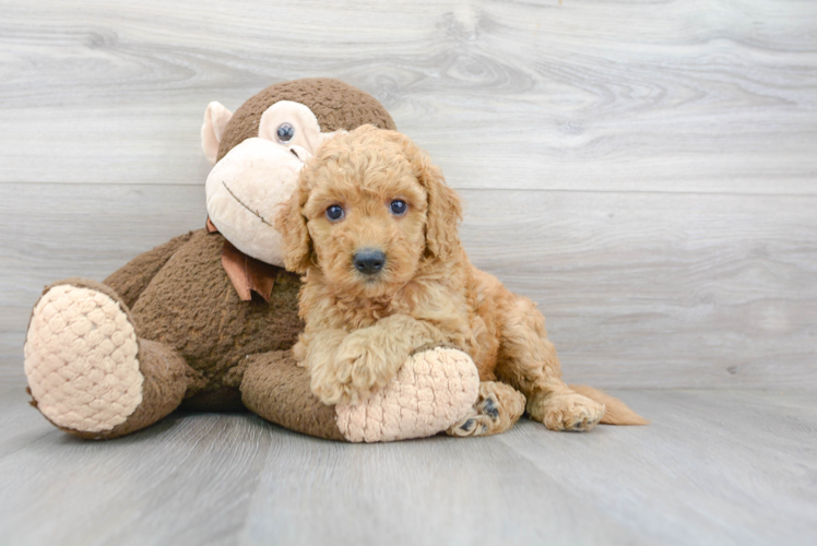 Mini Goldendoodle Puppy for Adoption