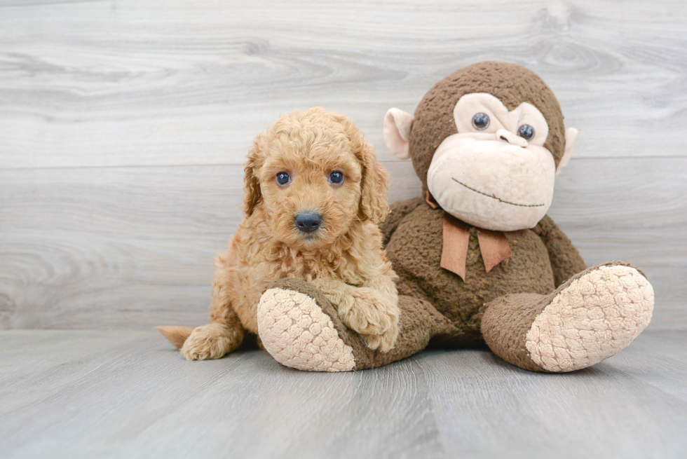 Mini Goldendoodle Pup Being Cute