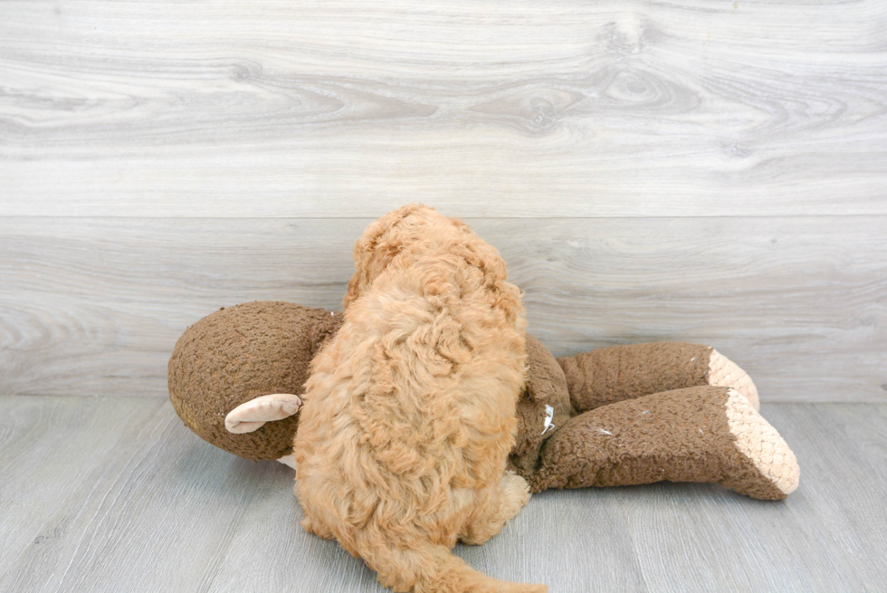 Mini Goldendoodle Pup Being Cute